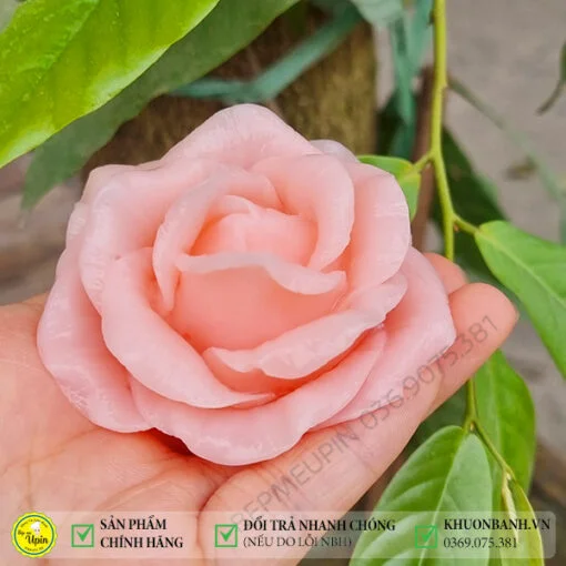 Khuon silicon hoa hong thai